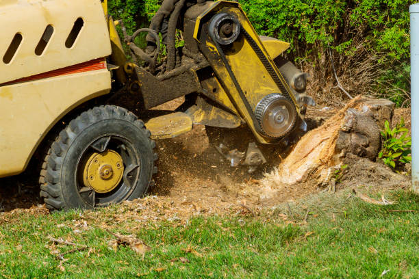 How Our Tree Care Process Works  in  Blennerhassett, WV